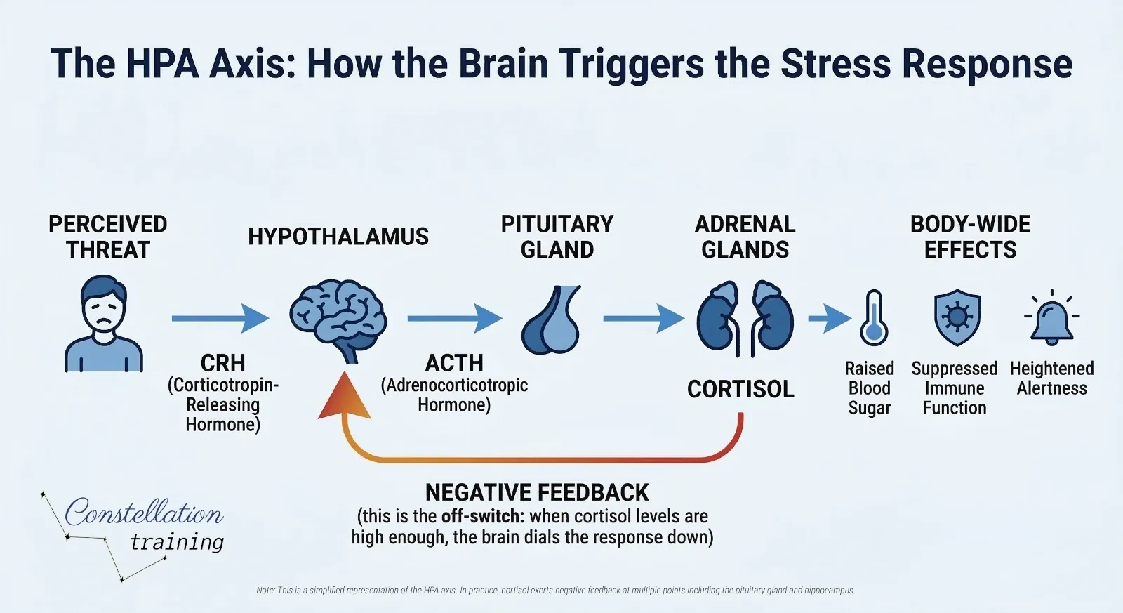 Diagram showing the HPA axis stress response pathway: a perceived threat triggers the hypothalamus to release CRH, which signals the pituitary gland to release ACTH, which triggers the adrenal glands to produce cortisol. Cortisol produces body-wide effects including raised blood sugar, suppressed immune function, and heightened alertness. A negative feedback loop returns from cortisol to the hypothalamus to dial down the response when cortisol levels are sufficient.